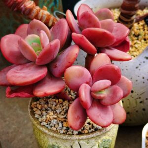 Echeveria Blue Heron