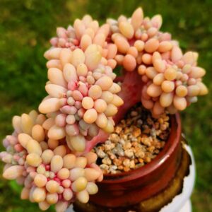 Cotyledon Orbiculata
