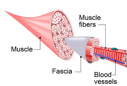 Fascia Stretching