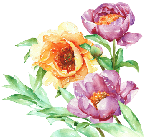 Jardin de roses