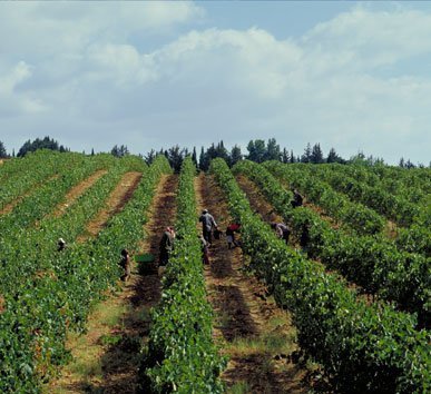Vineyards