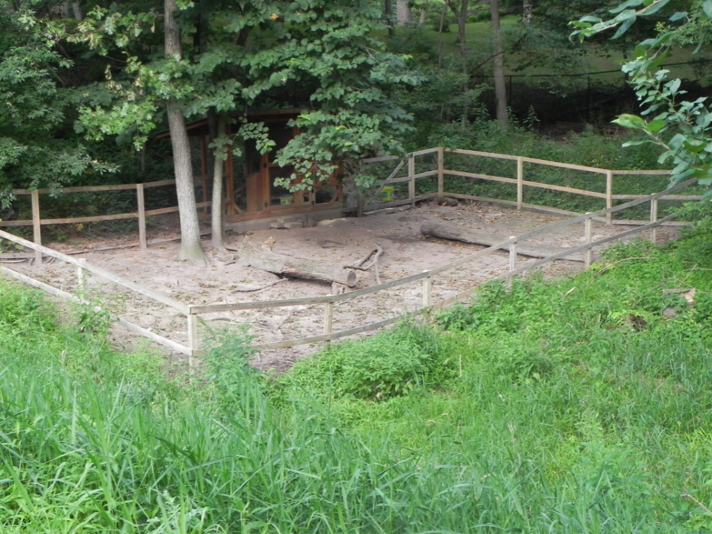 Baby chicks in hands