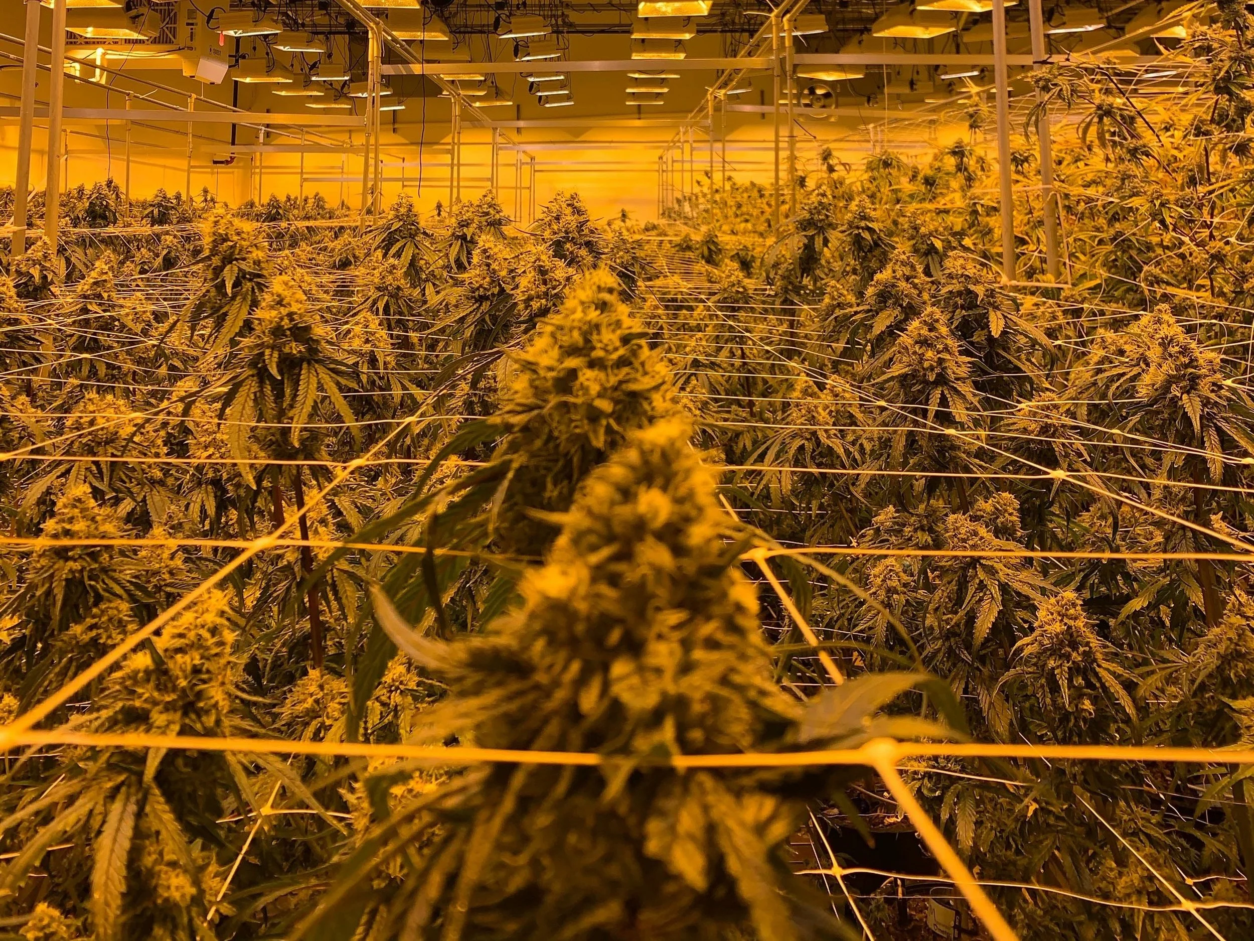 TrueFusion Technology