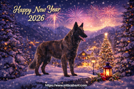 Berger Hollandais au travail