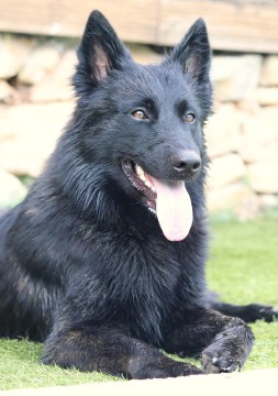 Berger Hollandais Mont Brabant