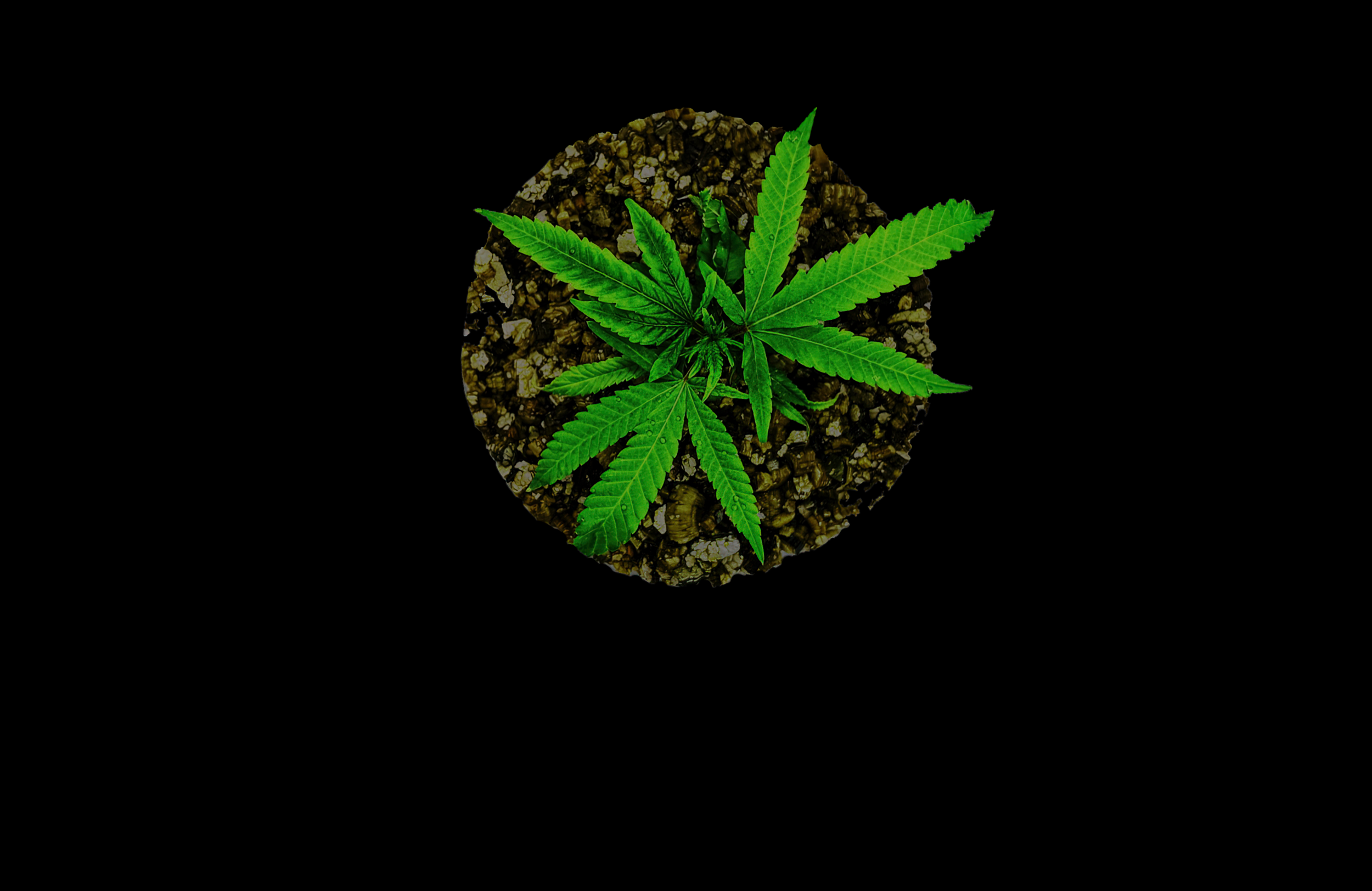 High Definition Cannabis Leaf Art