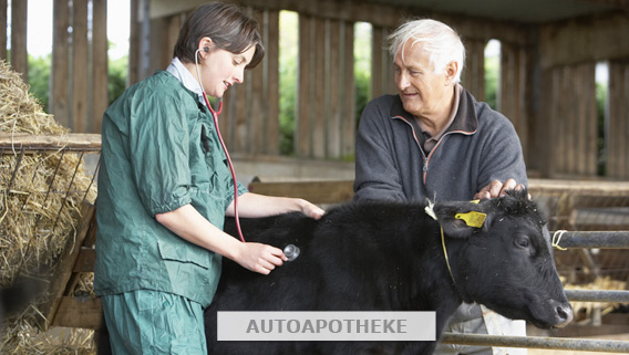 Hundetransport Fahrzeug