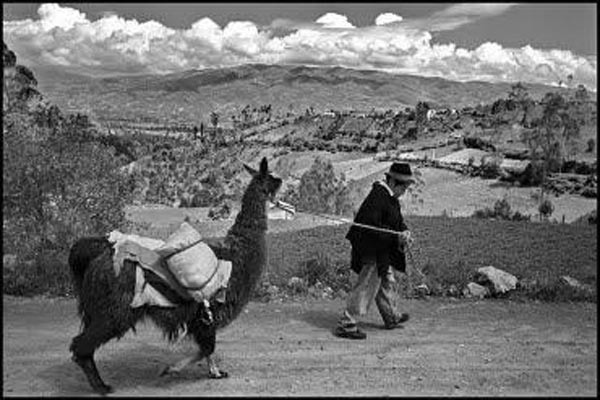 Llama farming project, Intiñan