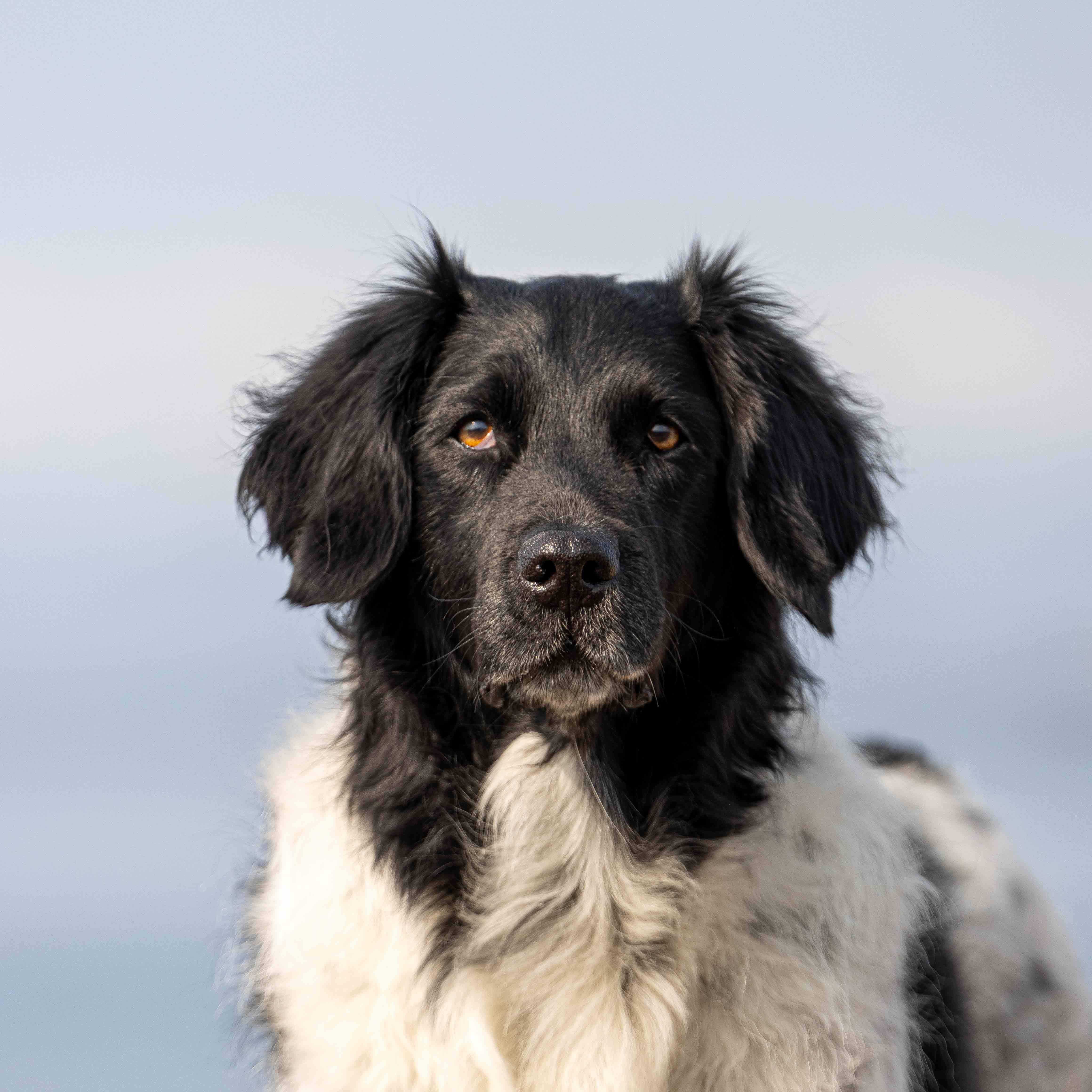 Maxx photographing a dog in nature