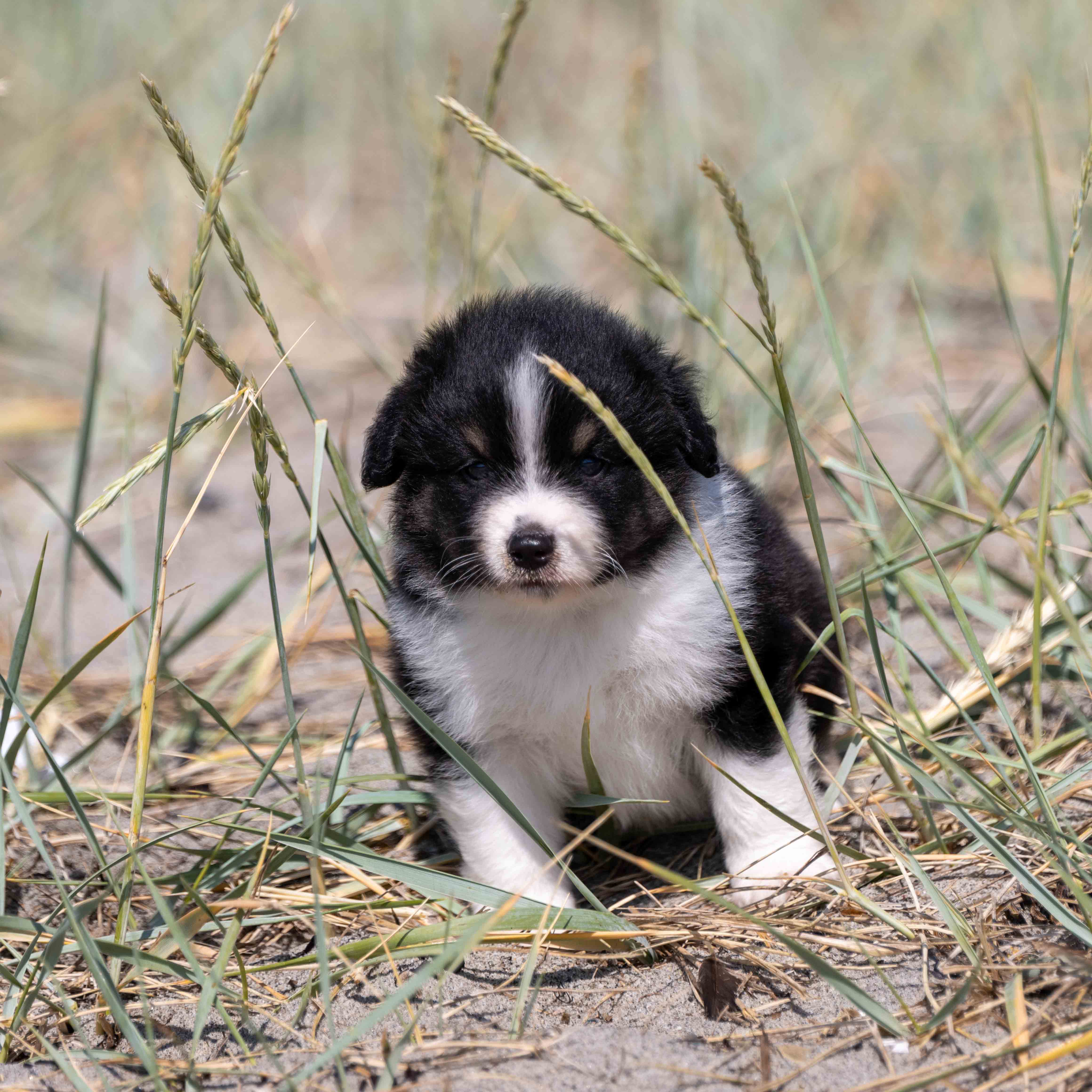 Dog running on a beach